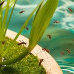 How to Get Rid of Gnats: Best Methods That Work